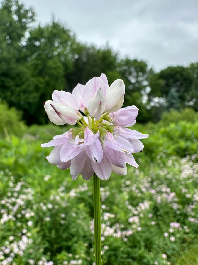 Coralville Recreation Center