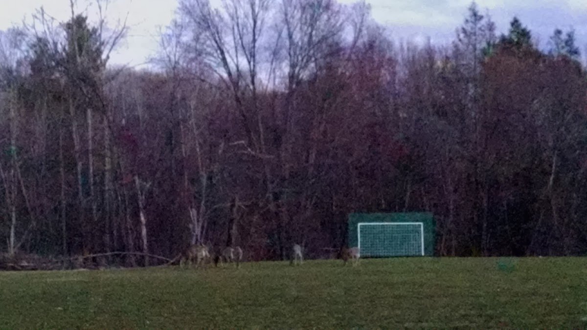 Haskell Field