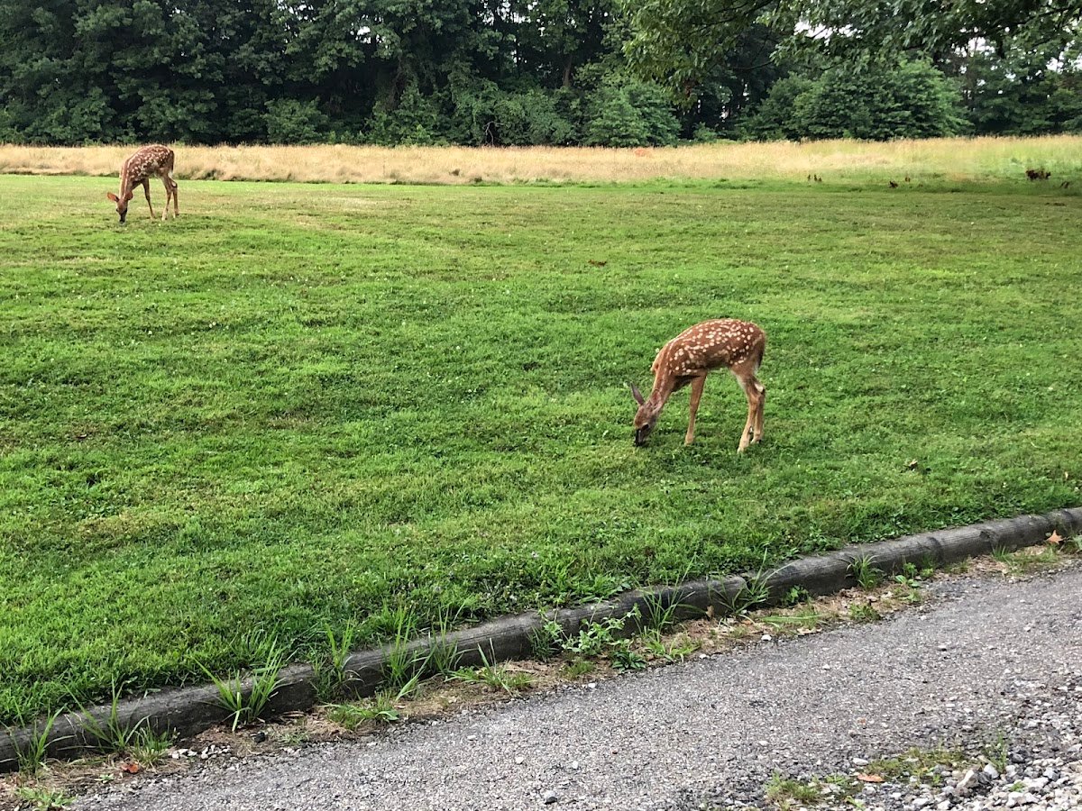 Garfield Park Reservation